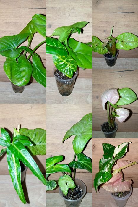 Syngonium collection/ колекція сингоніумів 12 різних сортів