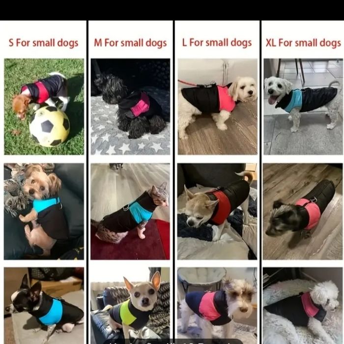 Одяг для собак та котиків