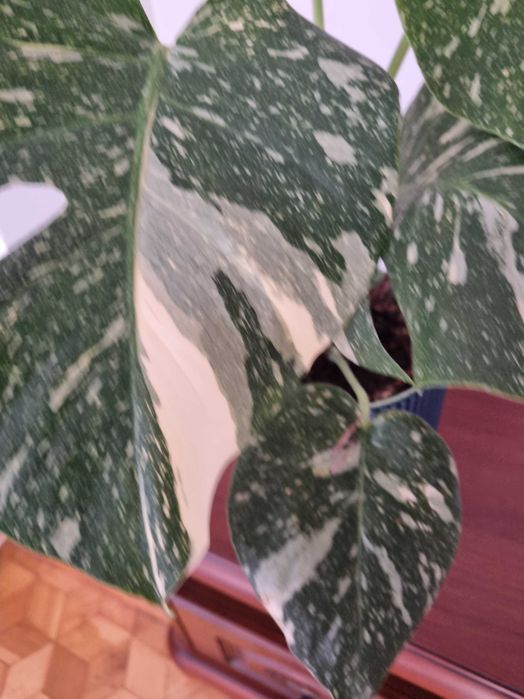 Monstera Variegata 58 cm