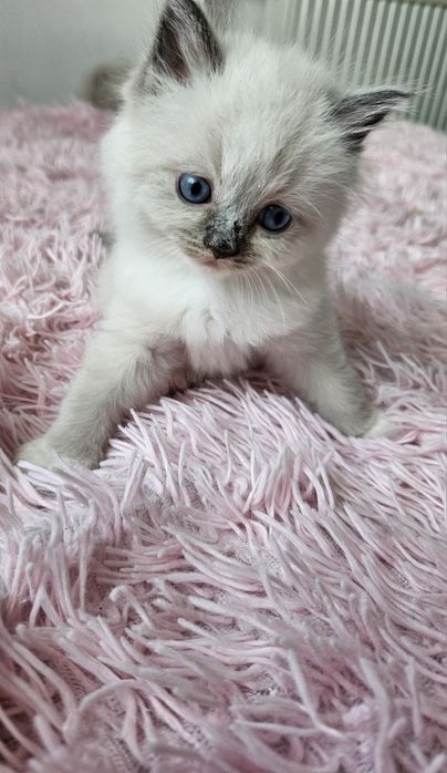 Kocięta Ragdoll wyprawka