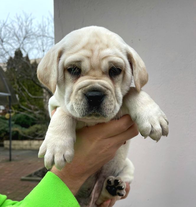 Цуценята Кане Корсо