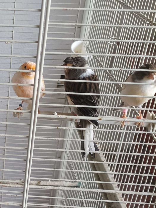 Canárias femeas raça arlequim bonitas e saudáveis