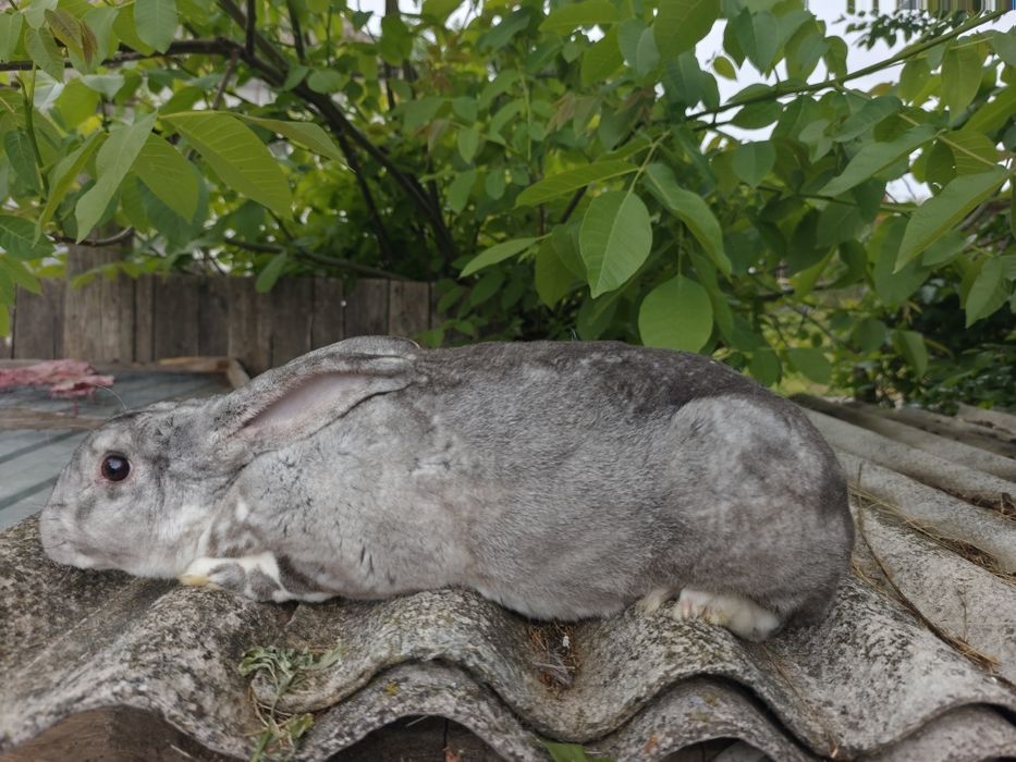 Продам Самця  Рекс
