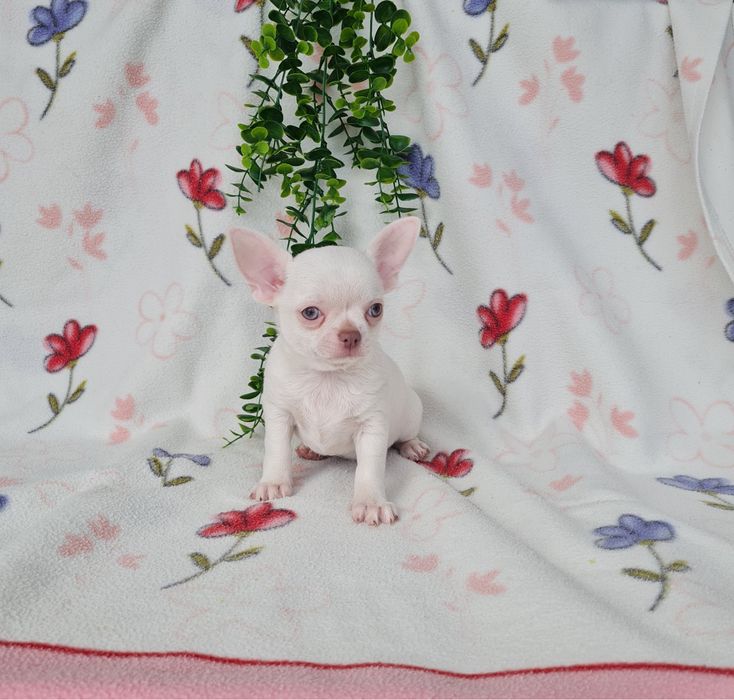 Excelente mini menino Chihuahua/Chiuaua de Qualidade, Linhagem Russa