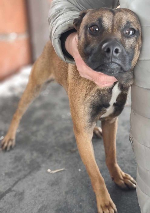 Pilne ! Remik błaga o dom...