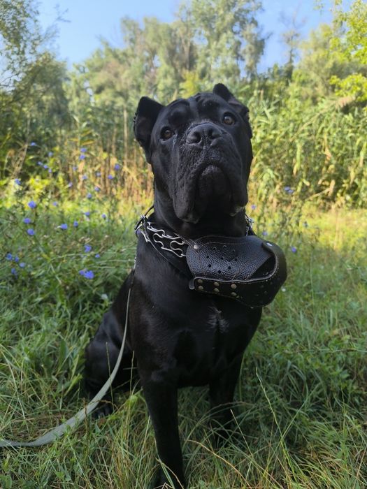 В'язка Кане-Корсо