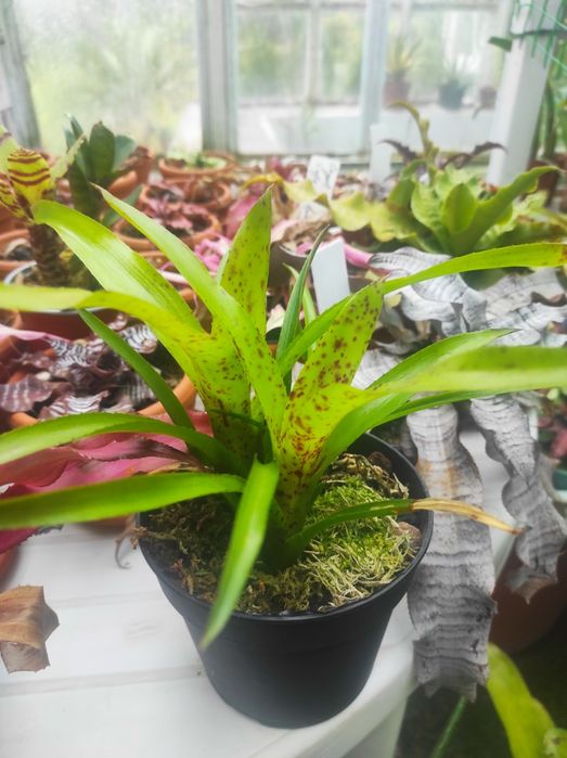 Папоротник. Pyrrosia lanceolata