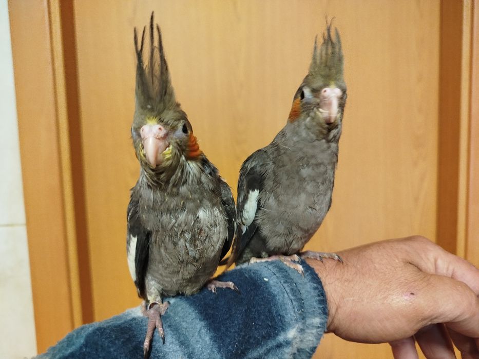 Caturra domésticada