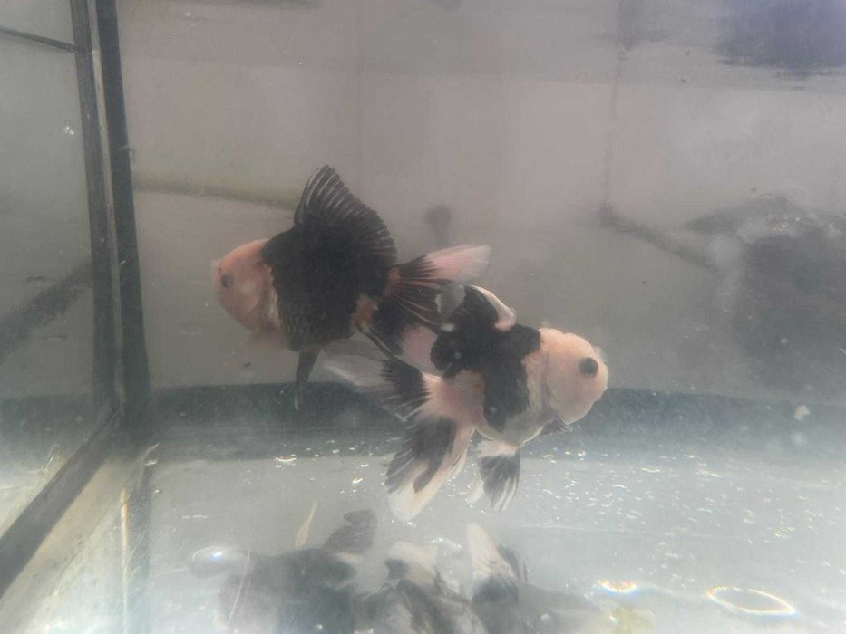 Oranda Panda 8cm