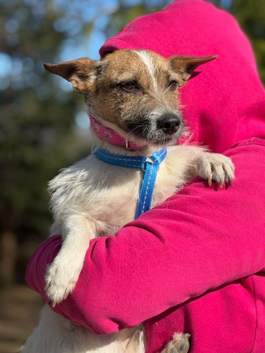 Piękna dama z charakterkiem szuka domu