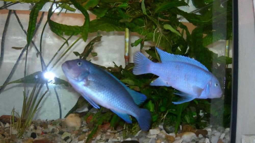 Pyszczak kobaltowy - pyszczaki Cobalt - Metriaclima callainos