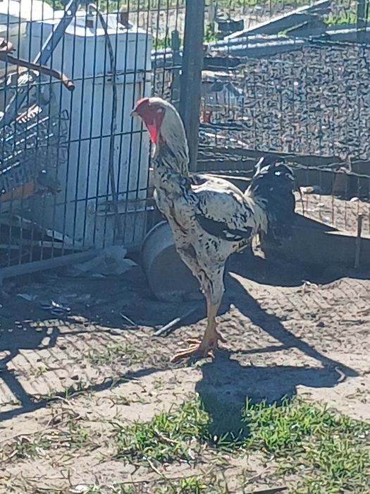 Ovos indios gigantes