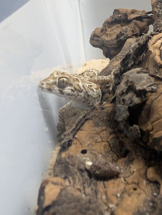 Gekon żmijowy - Hemidactylus imbricatus, młody samiec