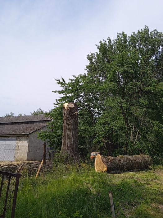 Обрізка зрізання коронування валка дерев корчування пнів скошування.
