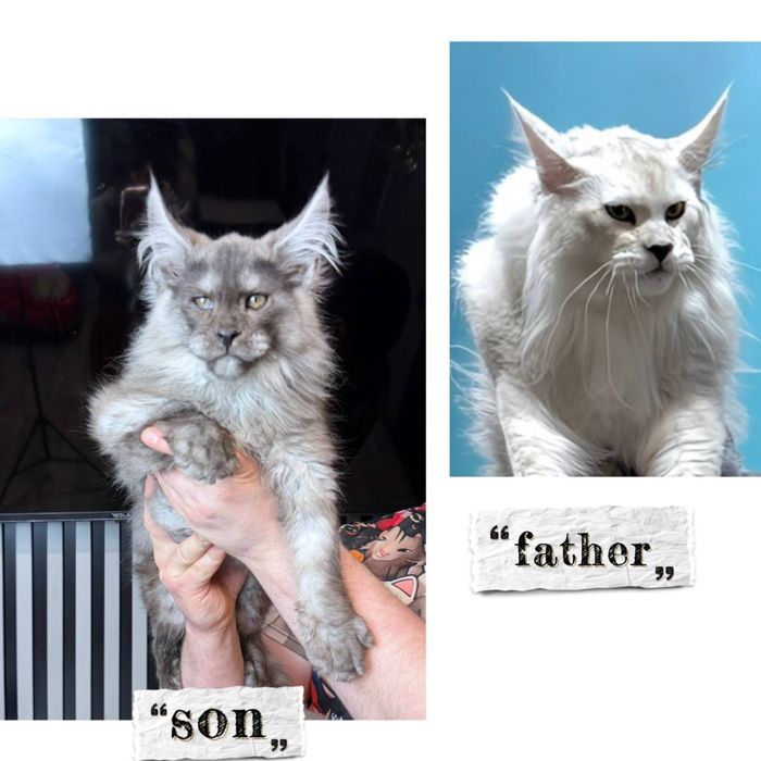 Мейн кун хлопчик  чорний  дим шадет