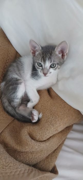 3 Gatinhos Machos Bebés para Adoção (Nascidos a 10/05/2026)