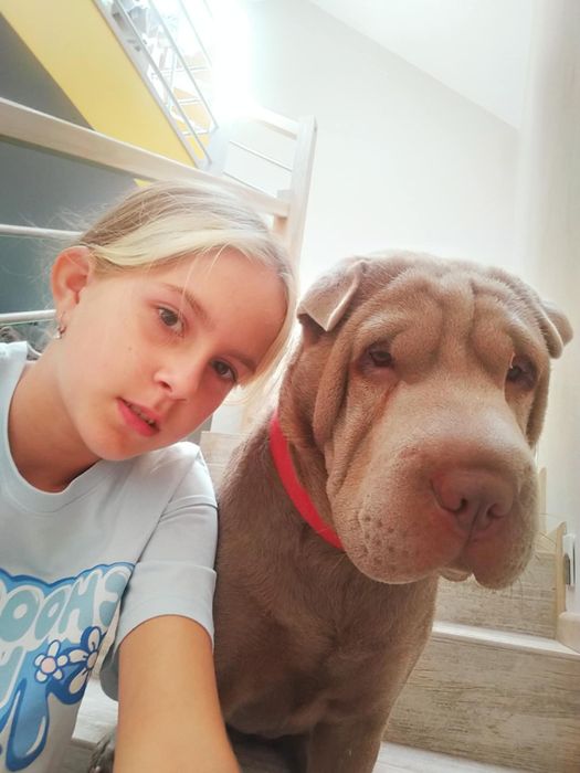 Shar Pei szczenię rodowód