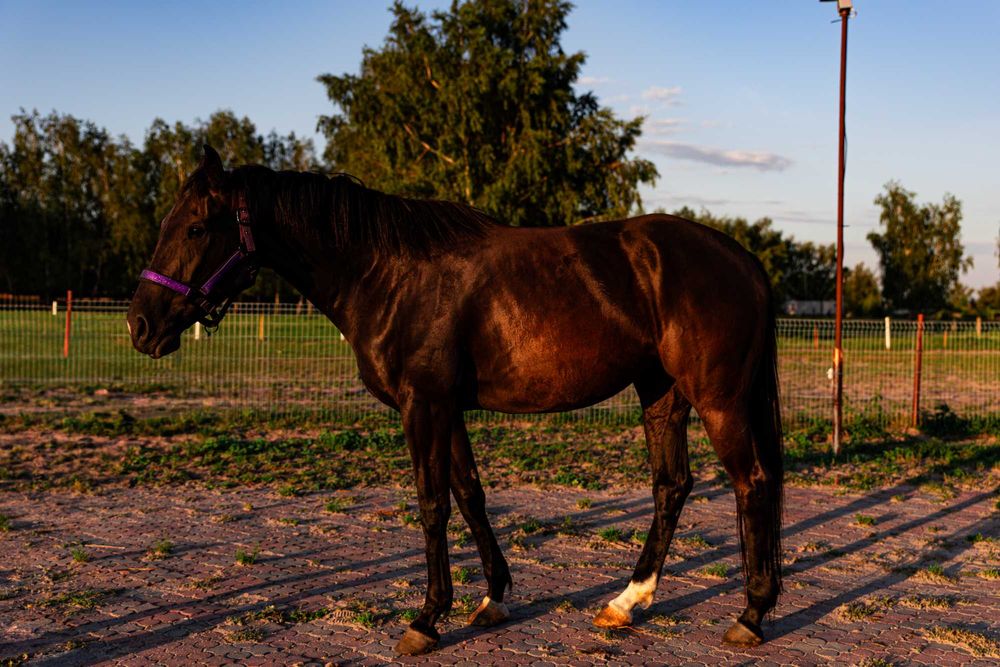 Klacz typ szlachetny, klacz na sprzedaż