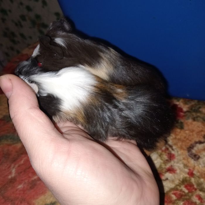 Морські свинки найкращі  домашні пухнастики,морские свинки