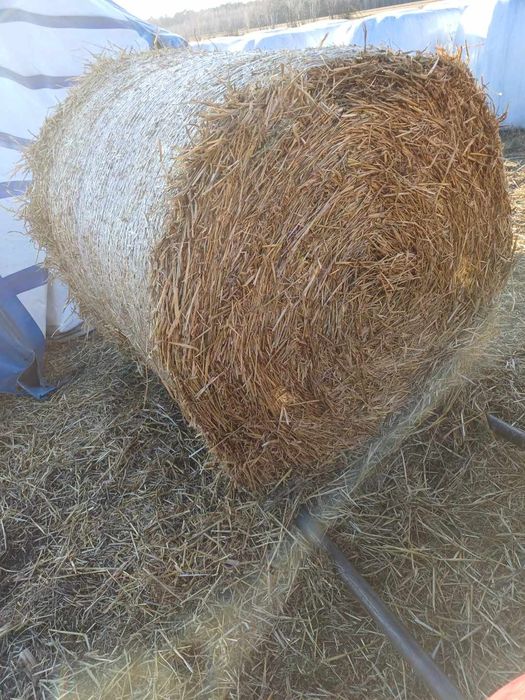 Słomę w belch (możliwy transport)