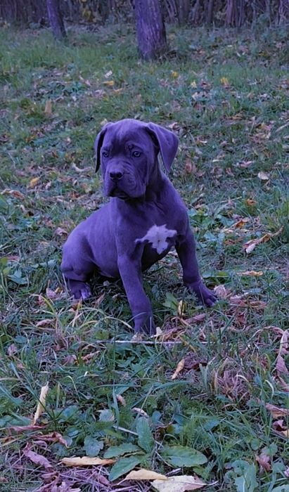 кане корсо сірий окрас