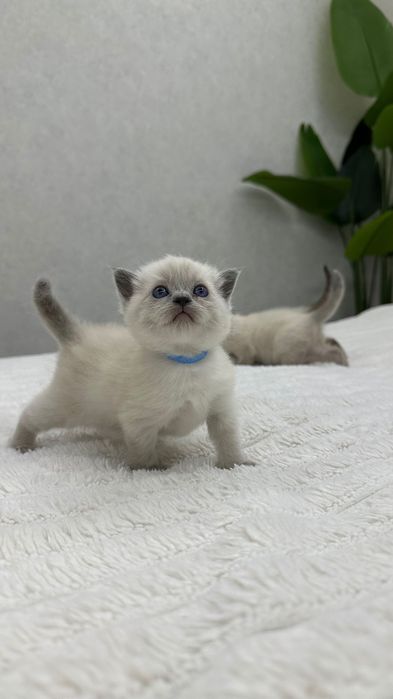 Кошеня невська маскарадна Хмельницький