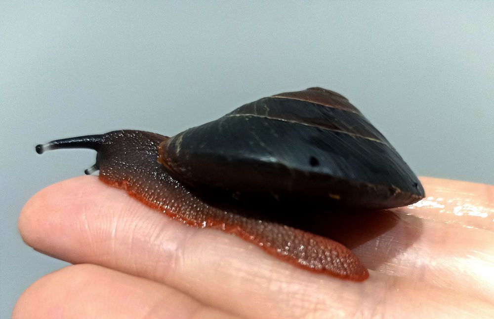 Ślimaki egzotyczne, Caracolus excellens. (Pleurodonte )