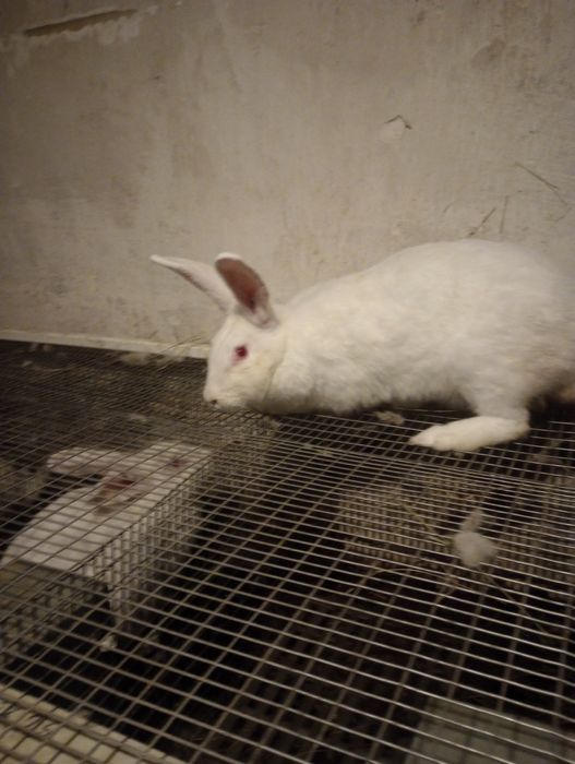 Кролі термонці різного віку.