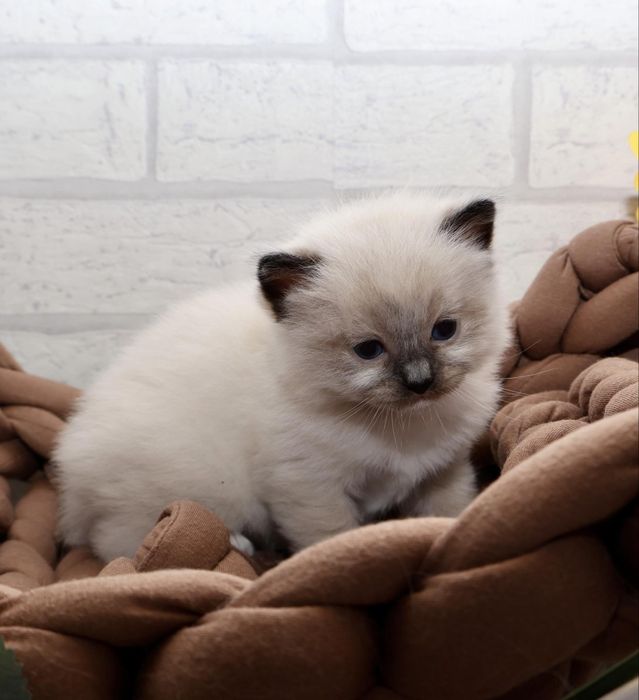 Ragdoll kocurek seal mitted