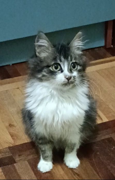 Милотуся! Кошеня 5 міс