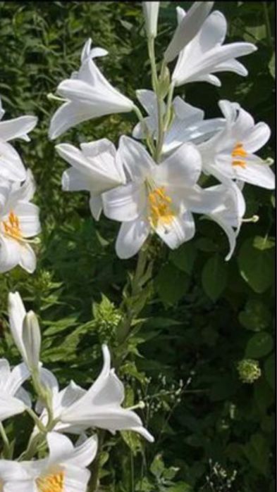 Лилия лекарственная Кандидум  белоснежная