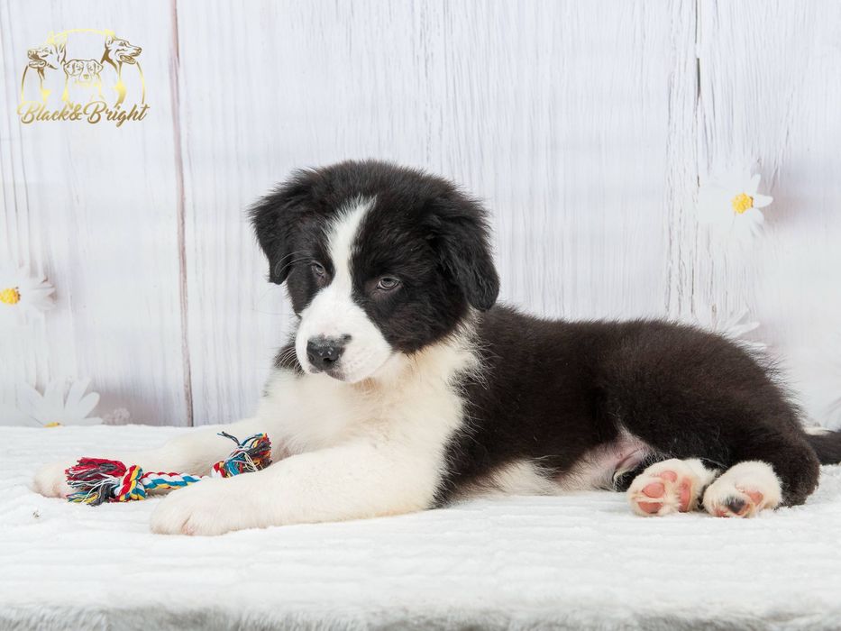 Хлопчик Австралійської Вівчарки Аусси Австралийская овчарка