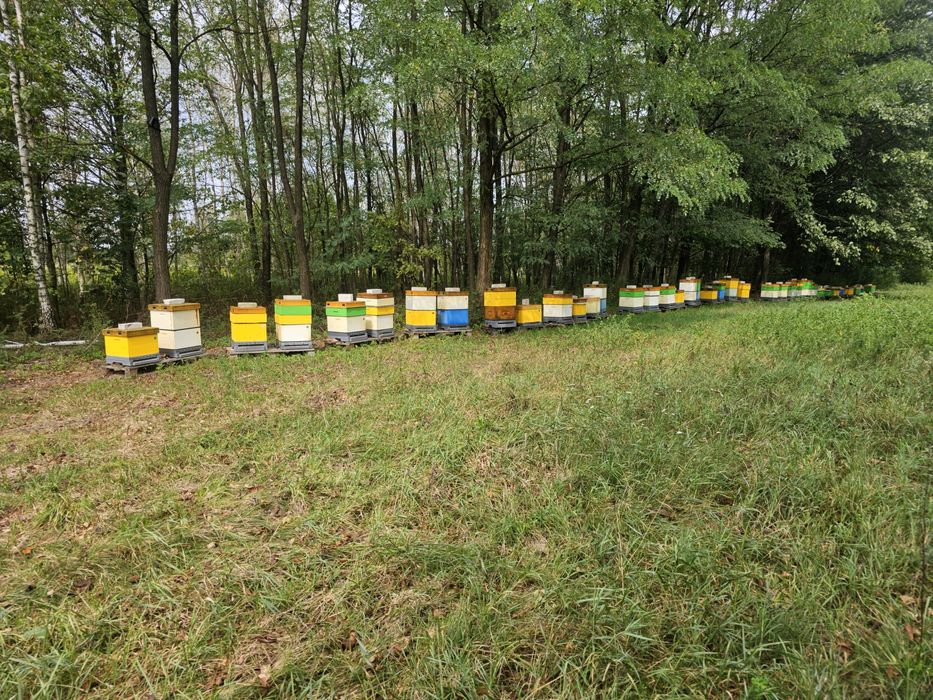 Sprzedam POLSKI pyłek pszczeli hurt