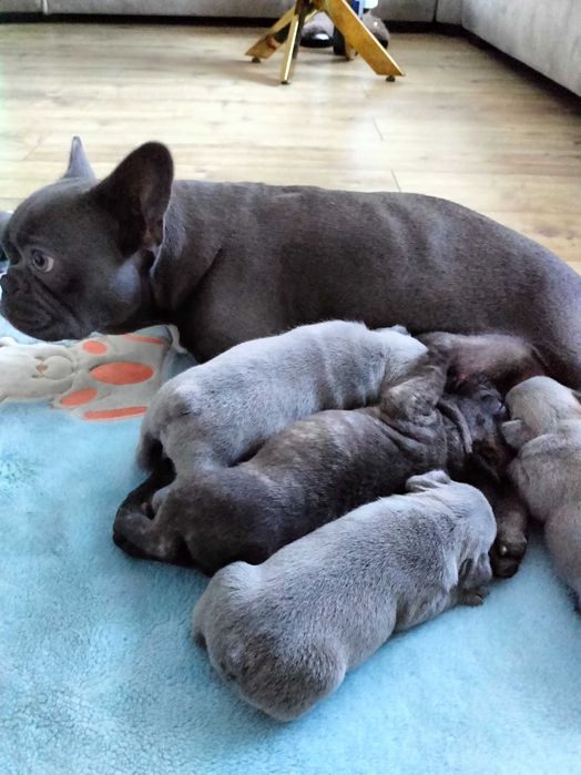 Buldog francuski blue