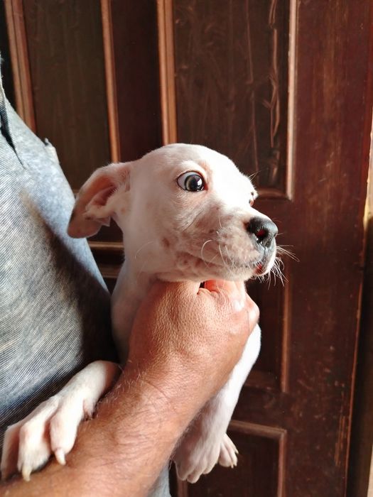 Lindíssimo menino boxer x branco