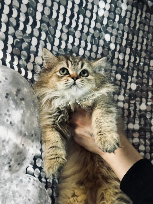 Kotka zloto czekoladowe dlugowlosa odbior na juz