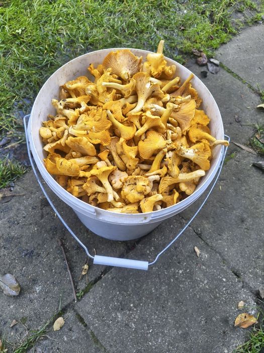 Kurki, 6kg, dla pani