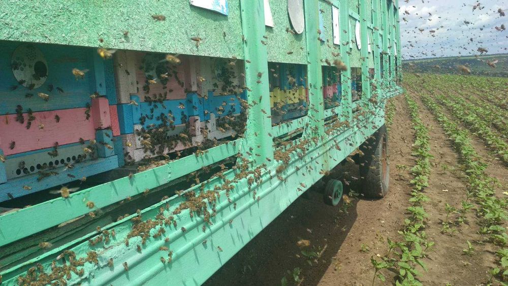 Бджолопавільйони,причіпи для бджіл.