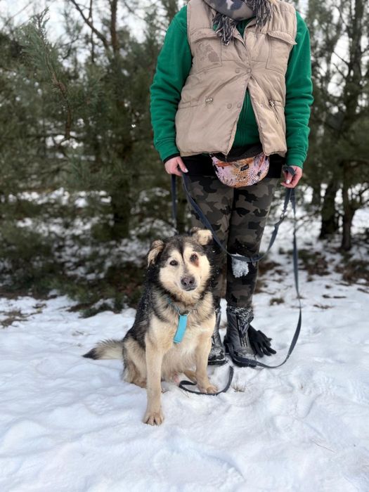 Bryś - kundelek w typie husky do adopcji ze schroniska