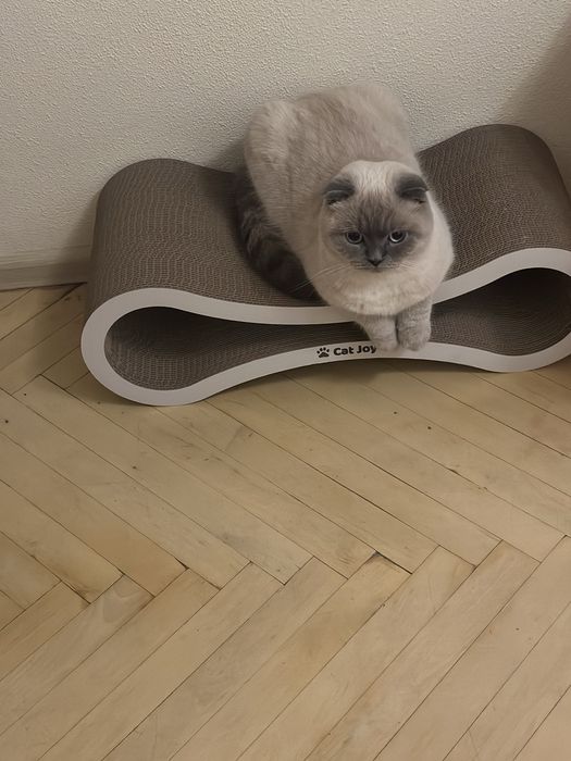 Прикрасна шотланка висловуха