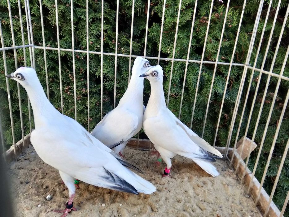 Wiedeńskie Białe Młode (2025)