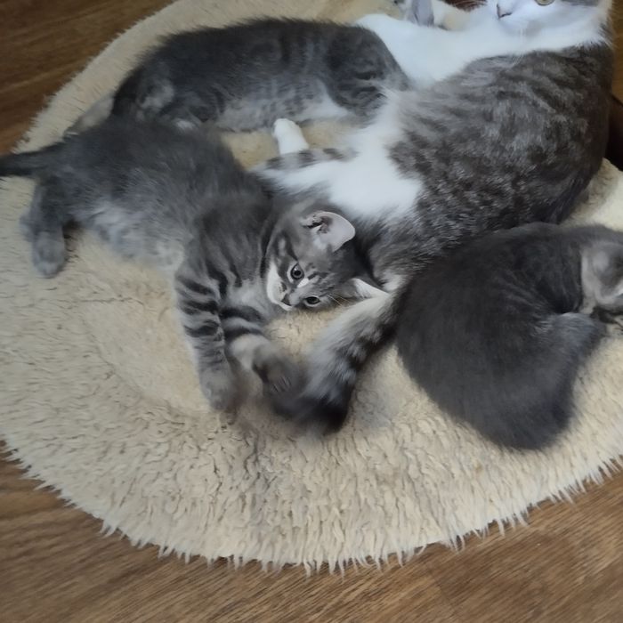 Котята ищут любящих хозяев!
