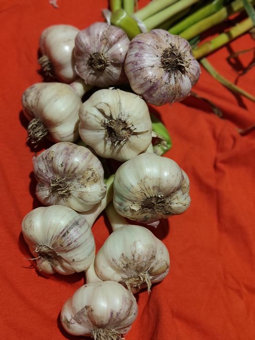 Czosnek Harnaś aromatyczny