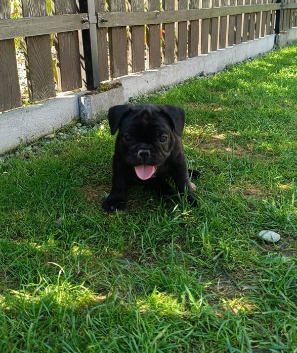 Buldog francuski