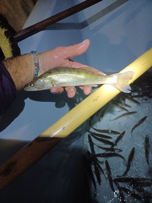 Sandacz kroczek . Okoń , Miętus , Jesiotr.