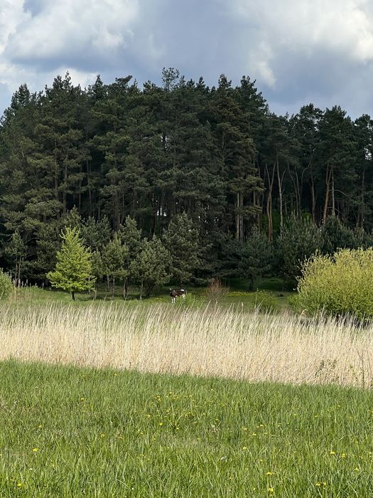 Будинок в селі Острів  поруч сосновий ліс та річка