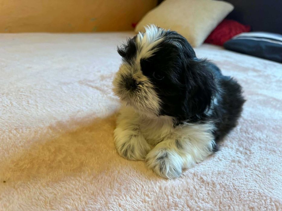 Shih Tzu piesek szczeniak Rodowód