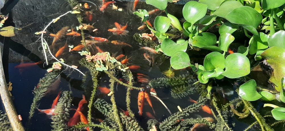 Peixes vermelhos, kinguios, pimpões.