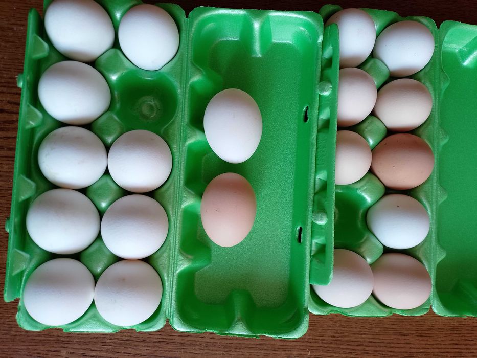 Jaja wiejskie sprzedam