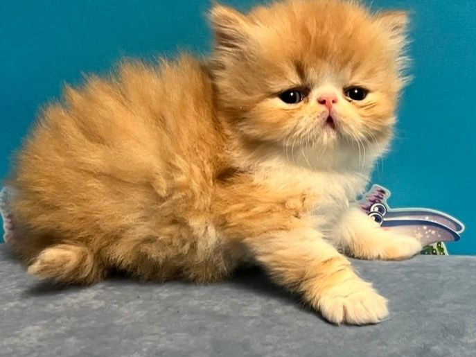Персидські кошенята